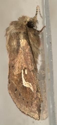 Phragmatiphila nexa